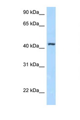 FBXL8 antibody LS-C145959 Western blot of Jurkat Cell lysate. Antibody concentration 1 ug/ml.
