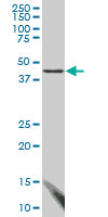 FBLIM1 monoclonal antibody (M03), clone 3F8. Western blot of FBLIM1 expression in HepG2.