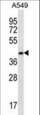 FBLIM1 Antibody western blot of A549 cell line lysates (35 ug/lane). The FBLIM1 antibody detected the FBLIM1 protein (arrow).