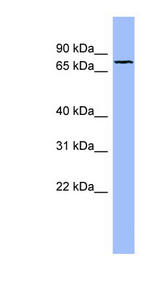 FBLN1 / Fibulin 1 antibody LS-C107638 Western blot of OVCAR-3 cell lysate.