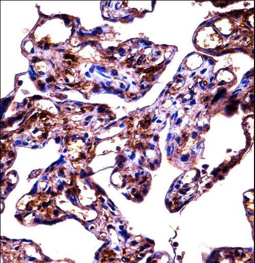 FBLN1 Antibody immunohistochemistry of formalin-fixed and paraffin-embedded human placenta tissue followed by peroxidase-conjugated secondary antibody and DAB staining.