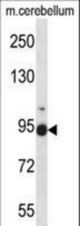 FBLN1 Antibody western blot of mouse cerebellum tissue lysates (35 ug/lane). The FBLN1 antibody detected the FBLN1 protein (arrow).