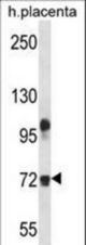 FBLN1 Antibody western blot of human placenta tissue lysates (35 ug/lane). The FBLN1 antibody detected the FBLN1 protein (arrow).