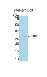 Western blot of recombinant FBLN4 / EFEMP2.