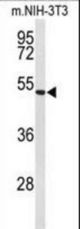 Western blot of EFEMP2 Antibody in mouse NIH-3T3 cell line lysates (35 ug/lane). EFEMP2 (arrow) was detected using the purified antibody.
