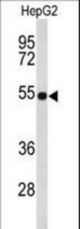 Western blot of EFEMP2 Antibody in HepG2 cell line lysates (35 ug/lane). EFEMP2 (arrow) was detected using the purified antibody;