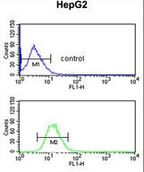 EFEMP2 Antibody flow cytometry of HepG2 cells (bottom histogram) compared to a negative control cell (top histogram). FITC-conjugated goat-anti-rabbit secondary antibodies were used for the analysis.