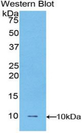 Western blot of recombinant FBLN5 / Fibulin 5.