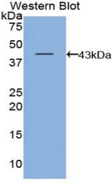 Western blot of recombinant FBLN5 / Fibulin 5.