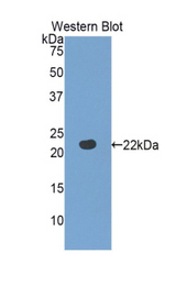 Western blot of recombinant FBLN5 / Fibulin 5.