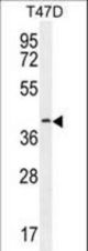FBLN7 Antibody western blot of T47D cell line lysates (35 ug/lane). The FBLN7 antibody detected the FBLN7 protein (arrow).