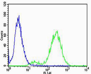 Flow cytometric of Jurkat cells using Park7 (DJ-1) Antibody(green) compared to an isotype control of rabbit IgG(blue). Antibody was diluted at 1:25 dilution. An Alexa Fluor 488 goat anti-rabbit lgG at 1:400 dilution was used as the secondary antibody.