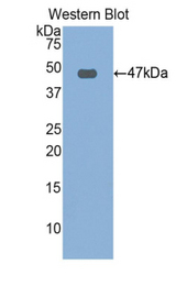 Western blot of recombinant FBN1 / Fibrillin 1.