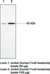 Western blot of CNR2 / CB2 antibody LS-C11166.