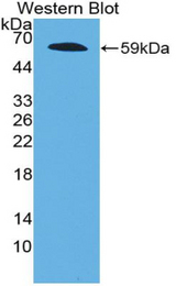 Western blot of recombinant FBN2 / Fibrillin 2.
