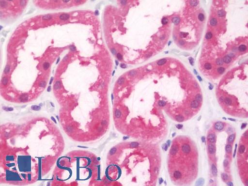 Anti-FBP1 antibody IHC staining of human kidney. Immunohistochemistry of formalin-fixed, paraffin-embedded tissue after heat-induced antigen retrieval. Antibody LS-B10706 dilution 1:75.