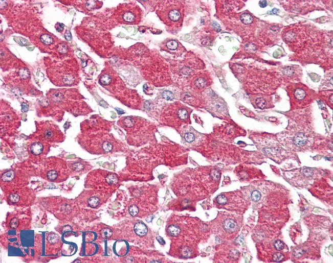 Anti-FBP1 antibody IHC of human liver. Immunohistochemistry of formalin-fixed, paraffin-embedded tissue after heat-induced antigen retrieval. Antibody LS-B8080 dilution 2.5-5 ug/ml.