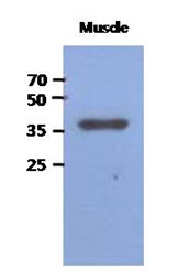 Western Blot: The extracts of Mouse muscle (40 ug) were resolved by SDS-PAGE, transferred to PVDF membrane and probed with anti-human FBP2 antibody (1:1000). Proteins were visualized using a goat anti-mouse secondary antibody conjugated to HRP and an ECL detection system.