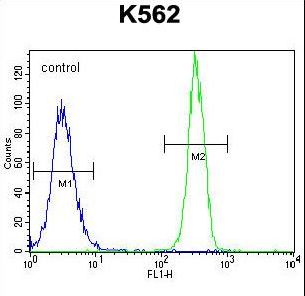 FBRSL1 Antibody flow cytometry of K562 cells (right histogram) compared to a negative control cell (left histogram). FITC-conjugated goat-anti-rabbit secondary antibodies were used for the analysis.