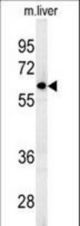 FBXO9 Antibody western blot of mouse liver tissue lysates (15 ug/lane). The FBXO9 antibody detected FBXO9 protein (arrow).