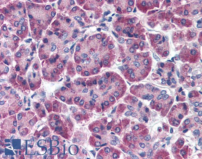 Anti-FBXO9 antibody IHC of human pancreas. Immunohistochemistry of formalin-fixed, paraffin-embedded tissue after heat-induced antigen retrieval. Antibody LS-B371 concentration 5 ug/ml.