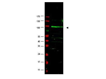 Anti-FBOX9 Antibody - Western Blot. Western blot of affinity purified anti-FBOX9 antibody shows detection of a band at ~100 kD (arrowhead) believed to correspond to FBOX9 present in a MCF7 whole cell lysate (lane 1). Specific band reactivity is greatly diminished when the antibody is pre-incubated with the immunizing peptide (data not shown). Approximately 35 ug of lysate was separated by 4-20% Tris Glycine SDS-PAGE. After blocking, the membrane was probed overnight at 4C with the primary antibody diluted to 1:1500. The membrane was washed and reacted with a 1:10000 dilution of IRDye800 conjugated Gt-a-Rabbit IgG [H&L] ( for 45 min at room temperature (800 nm channel, green). Molecular weight estimation was made by comparison to prestained MW markers (indicated at left, 700 nm channel, red). IRDye800 fluorescence image was captured using the Odyssey Infrared Imaging System developed by LI-COR. IRDye is a trademark of LI-COR, Inc. Other detection systems will yield similar results.