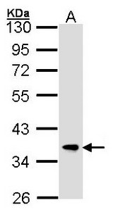 Sample (30 ug of whole cell lysate). A: Hep G2 . 10% SDS PAGE. FBXL12 antibody diluted at 1:1000