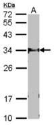 Sample (30 ug of whole cell lysate). A: NIH-3T3. 12% SDS PAGE. FBXL12 antibody. FBXL12 antibody diluted at 1:1000.