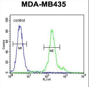 FBXL14 Antibody flow cytometry of MDA-MB435 cells (right histogram) compared to a negative control cell (left histogram). FITC-conjugated goat-anti-rabbit secondary antibodies were used for the analysis.