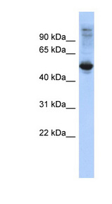 FBXL16 antibody LS-C110884 Western blot of HeLa lysate.