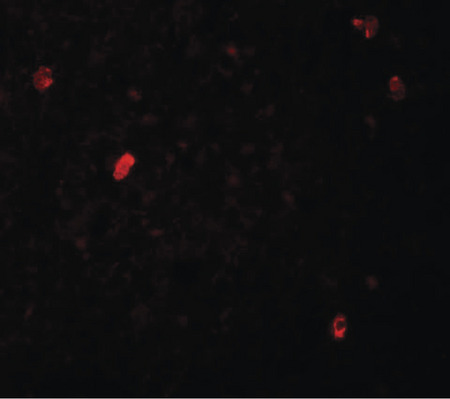 Immunofluorescence of FBXL16 in human spleen tissue with FBXL16 antibody at 20 ug/ml.