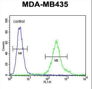 FBXL2 Antibody flow cytometry of MDA-MB435 cells (right histogram) compared to a negative control cell (left histogram). FITC-conjugated goat-anti-rabbit secondary antibodies were used for the analysis.