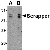 Western blot of SCRAPPER in A20 cell lysate with SCRAPPER antibody at (A) 0.5 and (B) 1 ug/ml.
