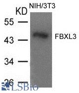 Western blot of extracts from NIH/3T3 cells using FBXL3 antibody.