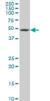 FBXL3 monoclonal antibody (M03), clone 1A3. Western blot of FBXL3 expression in Raw 264.7.