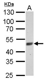 FBXL3 antibody detects FBXL3 protein by Western blot analysis. A. 30 ug C2C12 whole cell lysate/extract. 10 % SDS-PAGE. FBXL3 antibody dilution:1:500