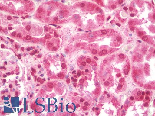 Anti-CNRIP1 antibody IHC staining of human kidney. Immunohistochemistry of formalin-fixed, paraffin-embedded tissue after heat-induced antigen retrieval. Antibody LS-B10098 concentration 10 ug/ml.