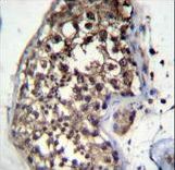 FBXO15 Antibody immunohistochemistry of formalin-fixed and paraffin-embedded human testis tissue followed by peroxidase-conjugated secondary antibody and DAB staining.