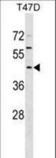 FBXO16 Antibody western blot of T47D cell line lysates (35 ug/lane). The FBXO16 antibody detected the FBXO16 protein (arrow).
