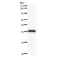 Western blot analysis of immunized recombinant protein, using anti-FBXO18 monoclonal antibody.