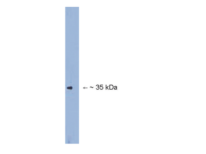 WB: Anti-Fbx2 (LS-C152804) Western blot on mouse brain lysate.