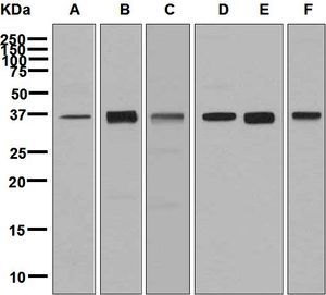 Western blot analysis on (A) fetal brain, (B) NIH/3T3, (C) Neuro-2a, (D) fetal lung, (E) HT-29, and (F) U87-MG cell lysates using anti-FBXO2 antibody.