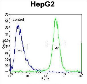 FBXO2 Antibody flow cytometry of HepG2 cells (right histogram) compared to a negative control cell (left histogram). FITC-conjugated goat-anti-rabbit secondary antibodies were used for the analysis.