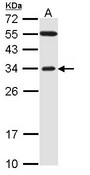 Sample (30 ug of whole cell lysate). A: H1299. 12% SDS PAGE. FBXO2 antibody diluted at 1:1000.