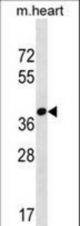 FBXO22 Antibody western blot of mouse heart tissue lysates (35 ug/lane). The FBXO22 antibody detected the FBXO22 protein (arrow).