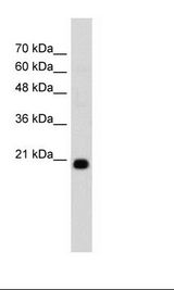 HepG2 Cell Lysate