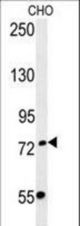 FBXO34 Antibody western blot of CHO cell line lysates (35 ug/lane). The FBXO34 antibody detected the FBXO34 protein (arrow).