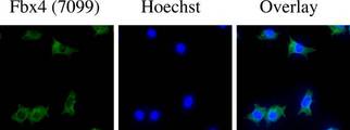 Immunocytochemistry staining of NIH-3T3 cells using anti-FBX4. Cells were fixed in methanol/acetone followed by incubation with anti-FBX4 at a 1:300 dilution.