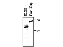 Anti-FBX4 Antibody - Immunocytochemistry. Immunocytochemistry staining of NIH-3T3 cells anti-FBX4. Cells were fixed in methanol/acetone followed by incubation with anti-FBX4 at a 1:300 dilution.