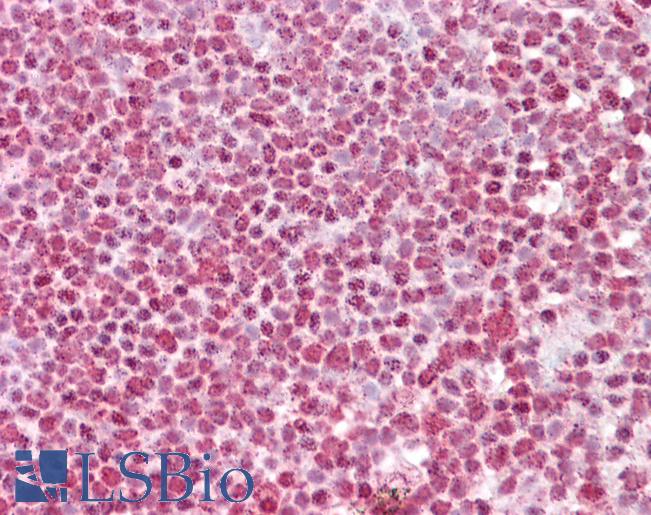 Anti-FBXO4 antibody IHC of human tonsil. Immunohistochemistry of formalin-fixed, paraffin-embedded tissue after heat-induced antigen retrieval. Antibody LS-B6496 concentration 2.5 ug/ml.